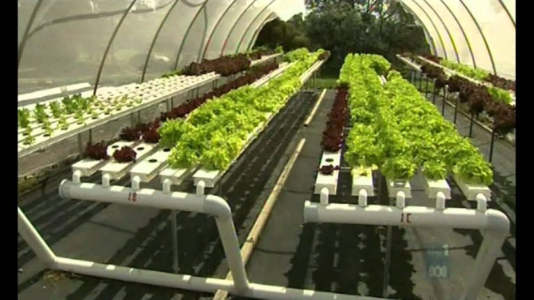 Aquaponic Farming